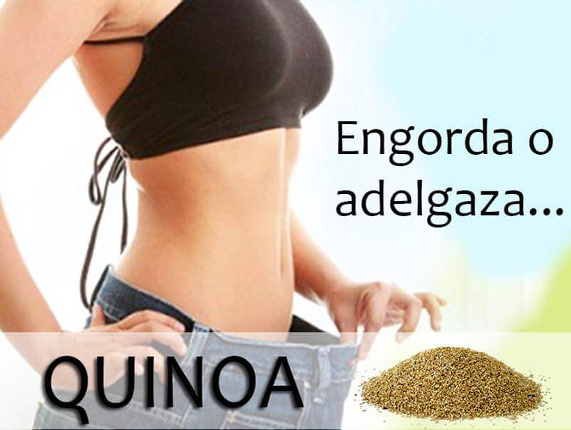 La quinoa engorda